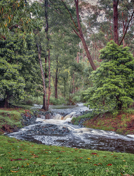 Dalmeny Rainforest