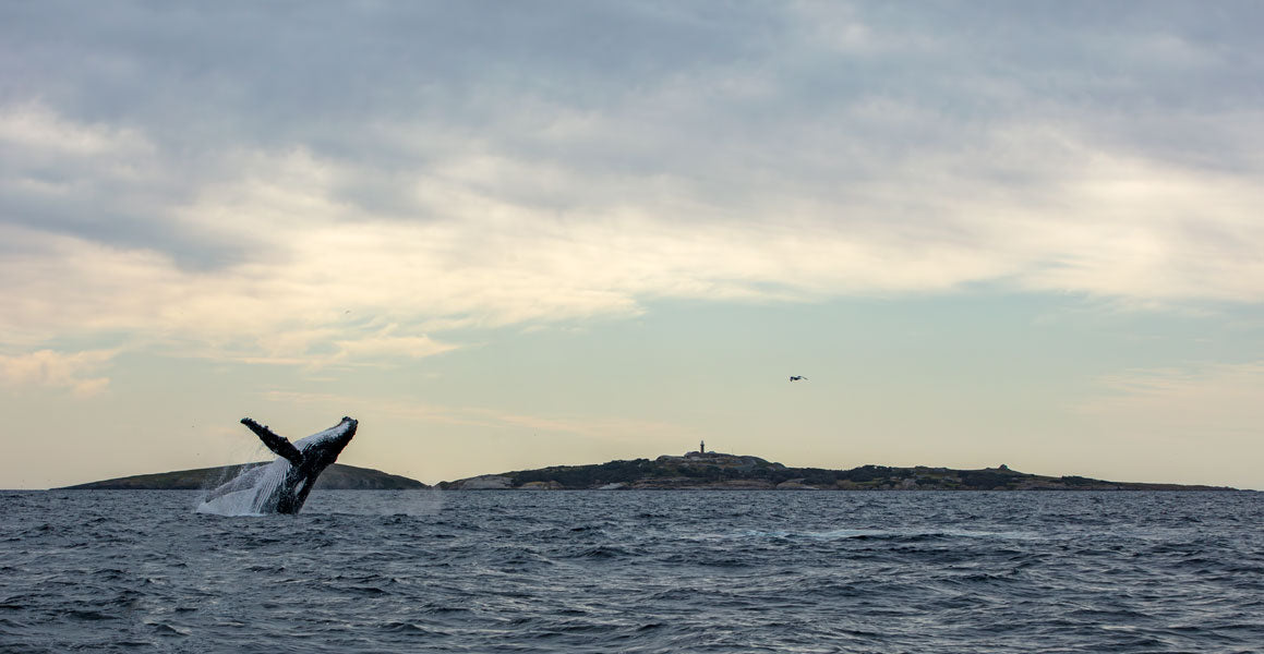 Breaching Humpback at Montague Island