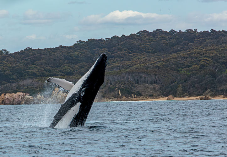 Humpback Whale Breaching