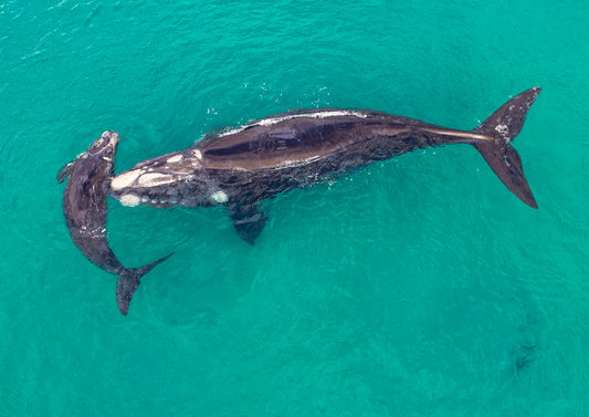 Mother & Calf